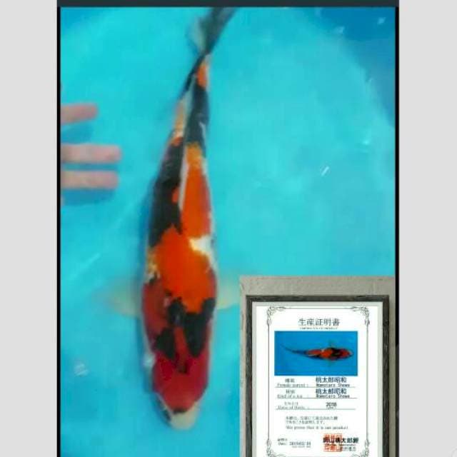 momotaro showa import 40cm