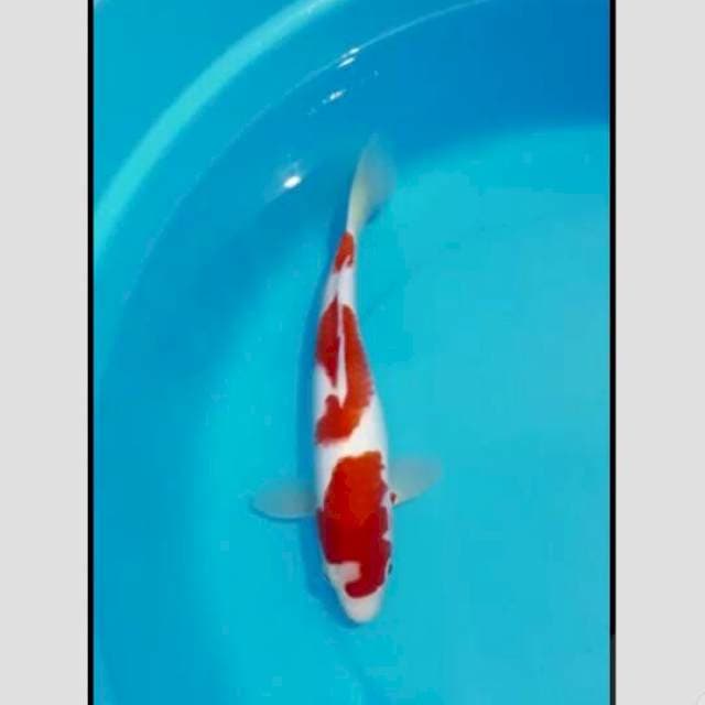 5stars kohaku original 30cm