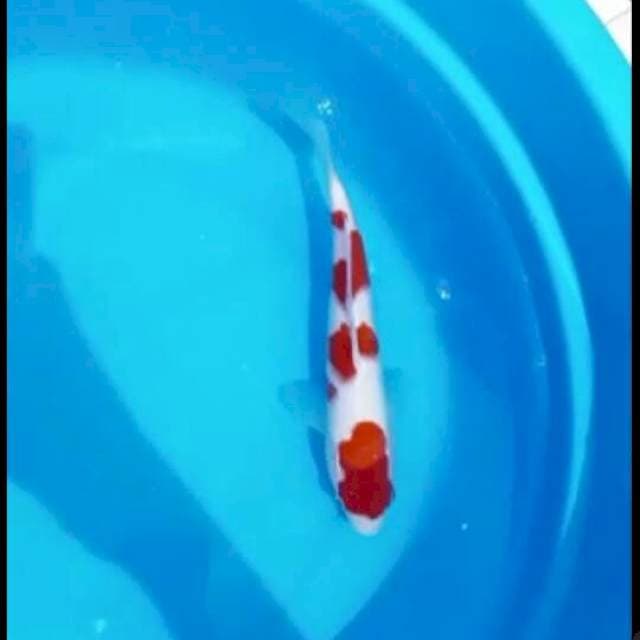 kohaku putih dan merah nya joss