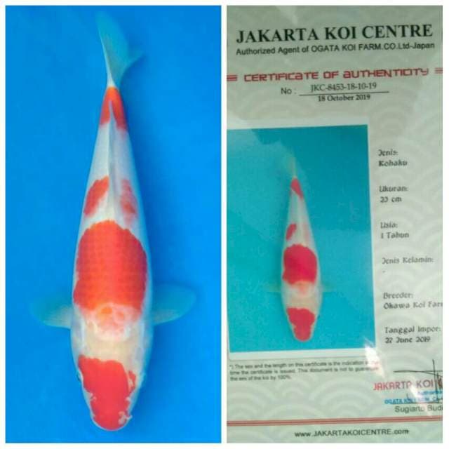 Okawa Kohaku