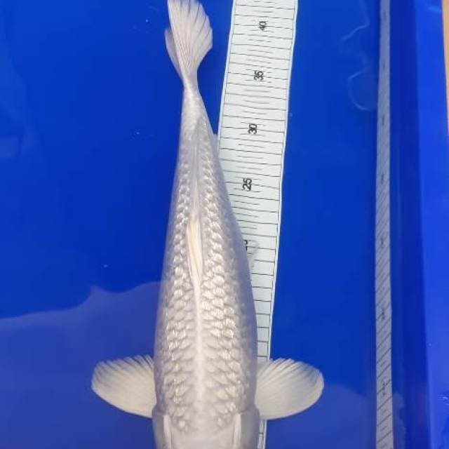 Platinum ginrin white snow