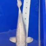 Platinum ginrin white snow
