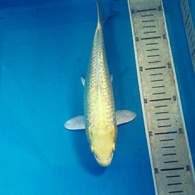 Yamabuki Ginrin, 26 cm