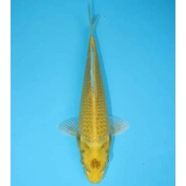 OGON 18 CM