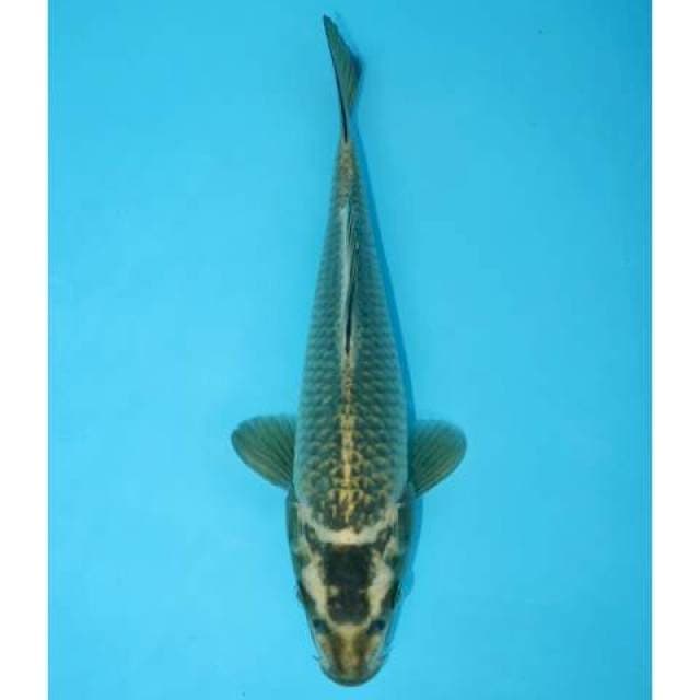 MUKASHI 25 CM FEMALE