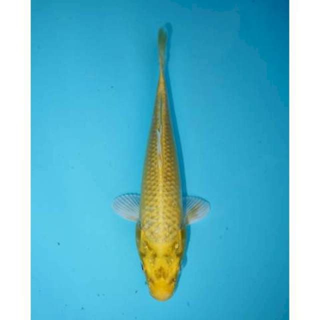 YAMABUKI OGON 19 CM MALE