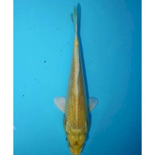YAMABUKI OGON 19 CM MALE