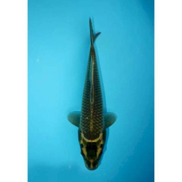 MUKASHI 24 CM MALE