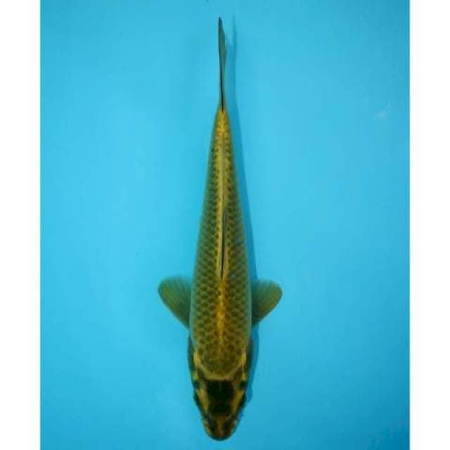 MUKASHI 23 CM MALE