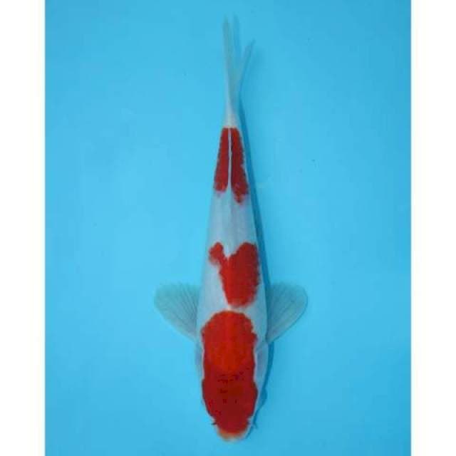 SANDAN KOHAKU 25 CM
