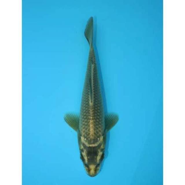 MUKASHI 20 CM