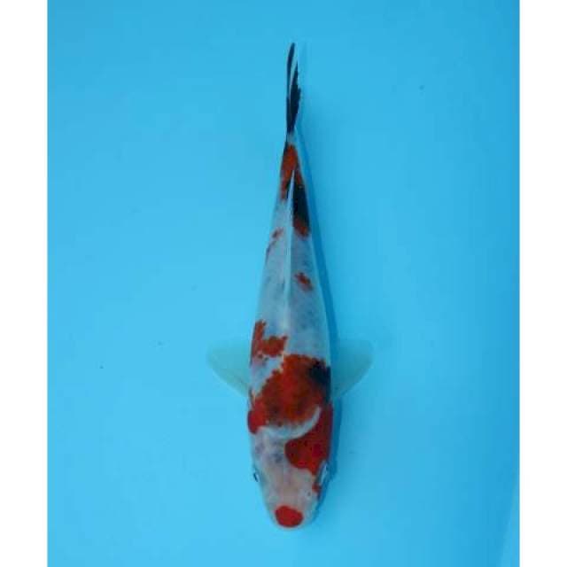 TATEGOI SHOWA KUCHIBENI F1 18 CM