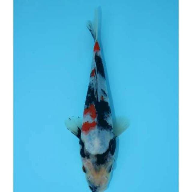 SHOWA F1 21 CM