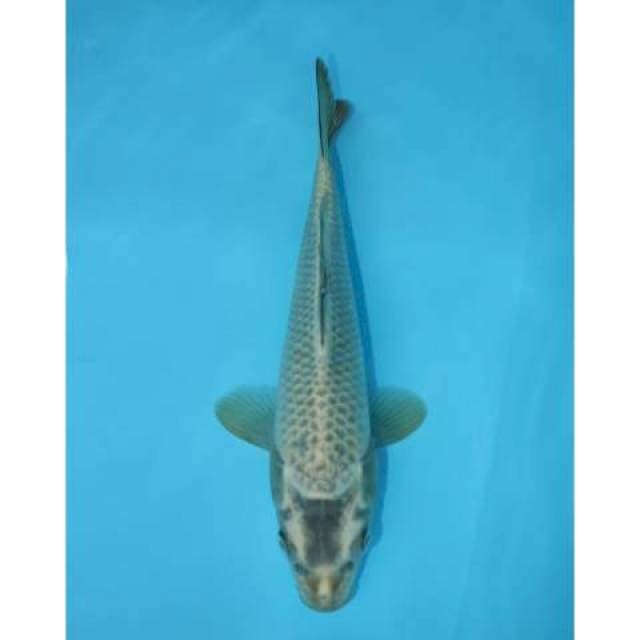 MATSHUBA 23 CM