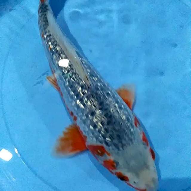 Asagi munuk 35cm fm