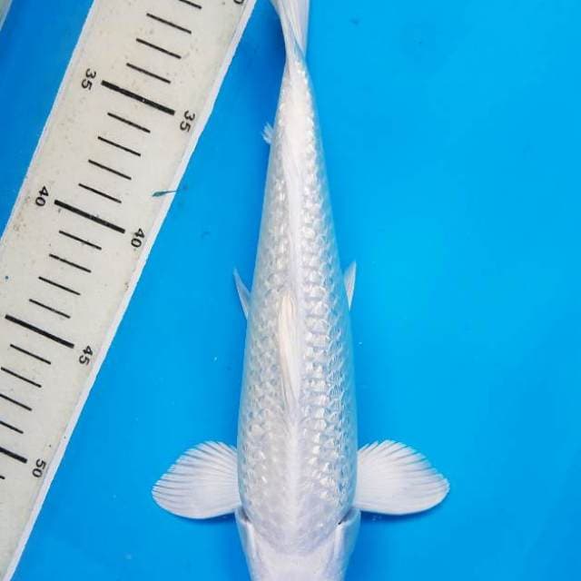 Platinum Ginrin putih bersih