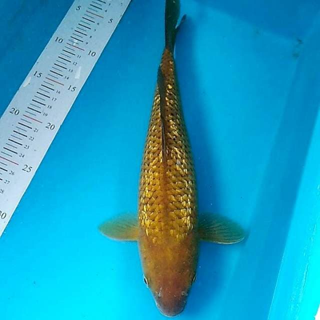 Midori ginrin 35cm