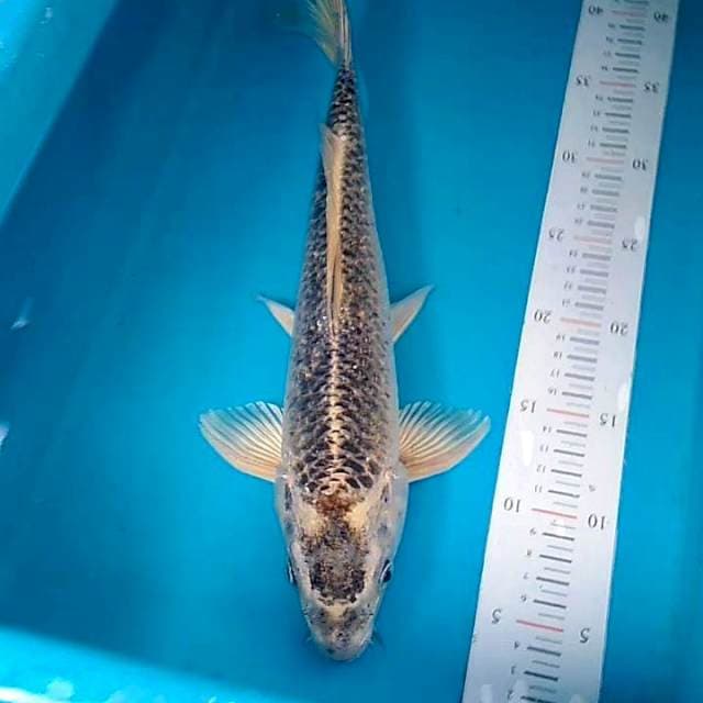 Kawari 41cm