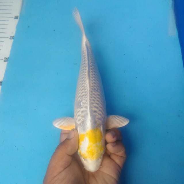 Matsuba