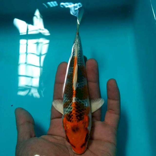 Mini kujaku*15cm
