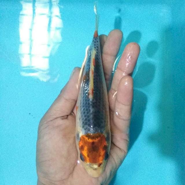 Ghosiiki*16cm