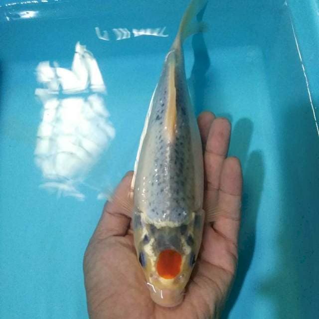 Tancho gosiki*25cm