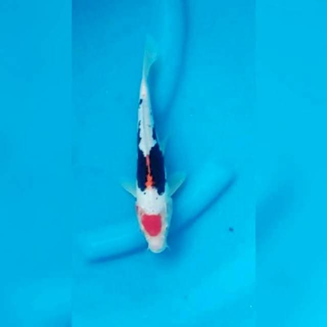 Tancho beni kumon