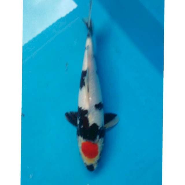 Tancho showa 28cm