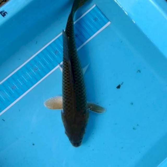 Chagoi