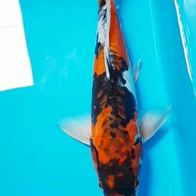 Hi showa doitsu 30cm male