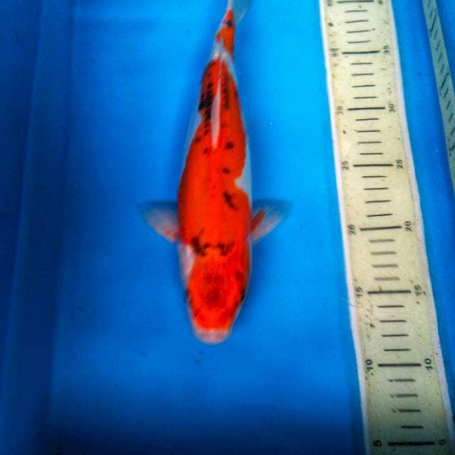 Kujaku 31cm