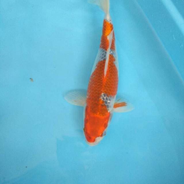 SUPER GHOSIKI 35CM