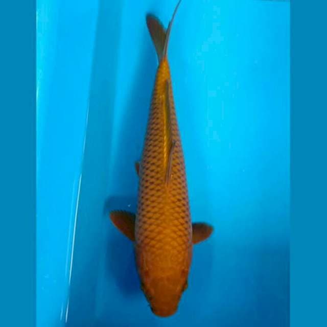 Jinak chagoi