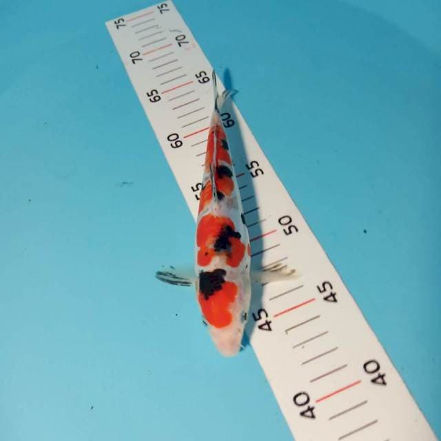 Sanke doit 18cm