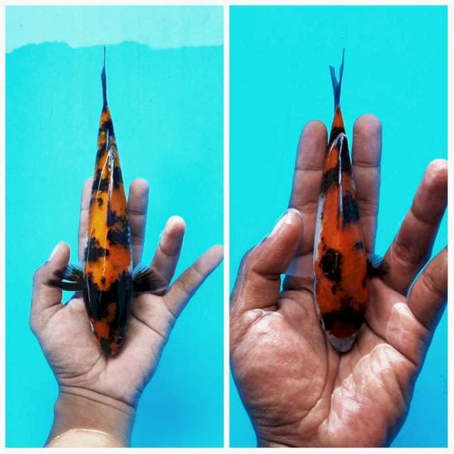 Hi Showa ± 20cm