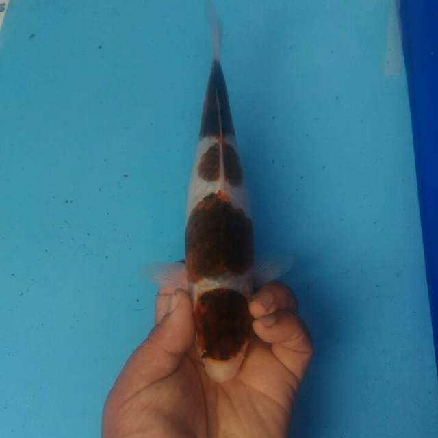 Goromo apik tp murmer