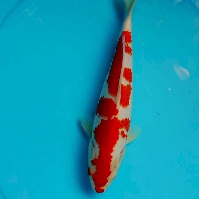 Sq kohaku