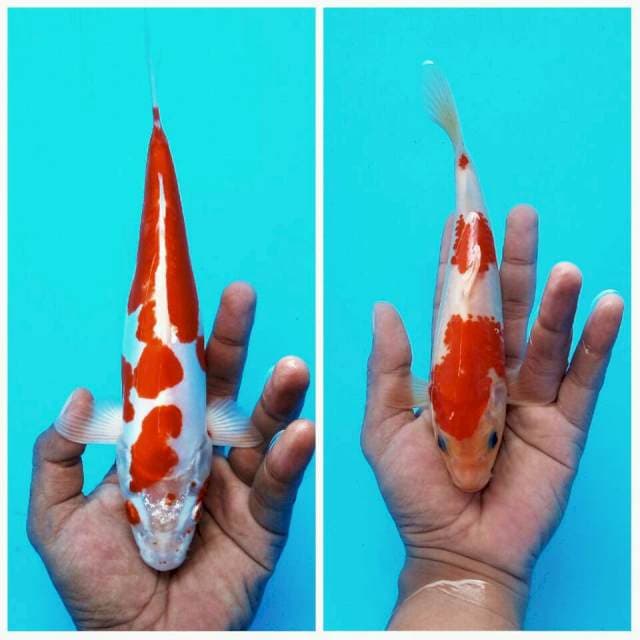 Kikushui vs kohaku ± 27&20cm