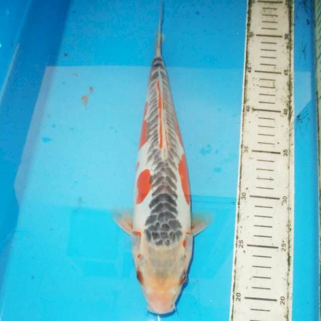 33cm HANA SHUSUI