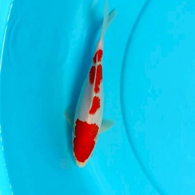 Sq kohaku