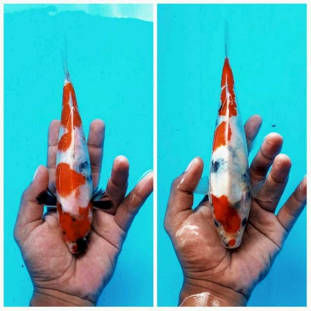 Duo Showa prospek ± 25bu