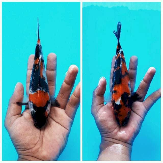 Duo Showa Joss ± 20cm