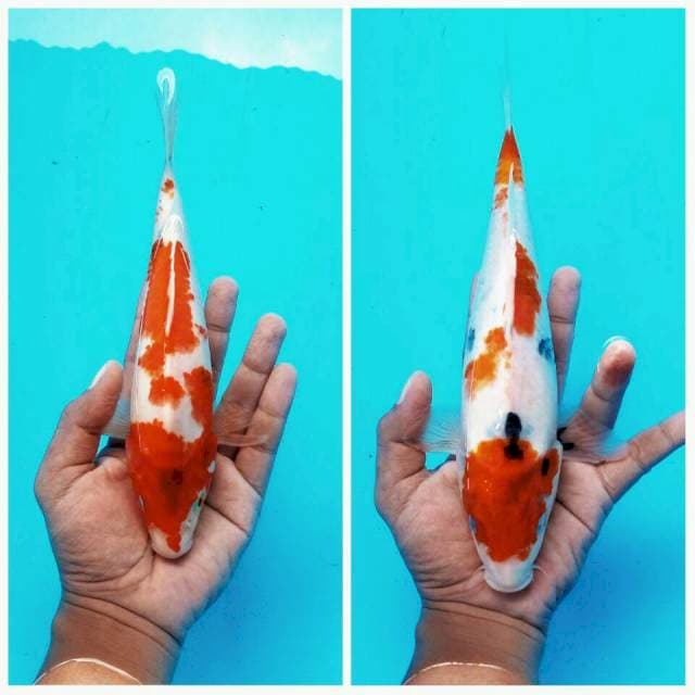Duo Showa Tategoi ± 25cm