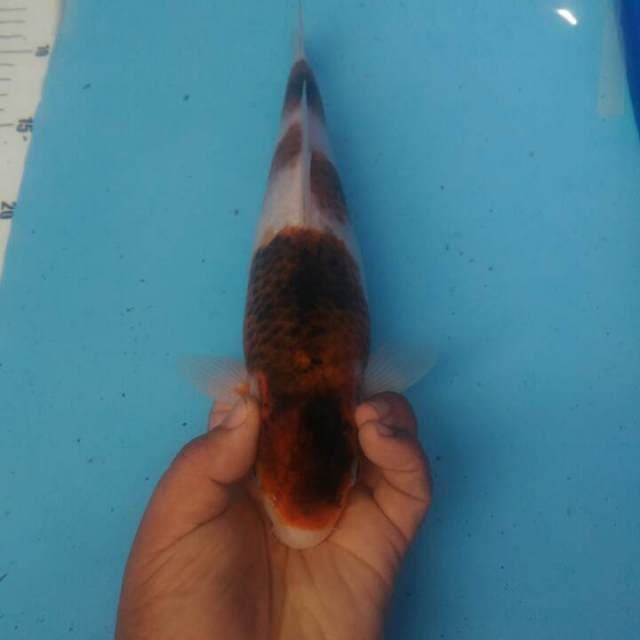 Goromo bodi inul hrg di dorong