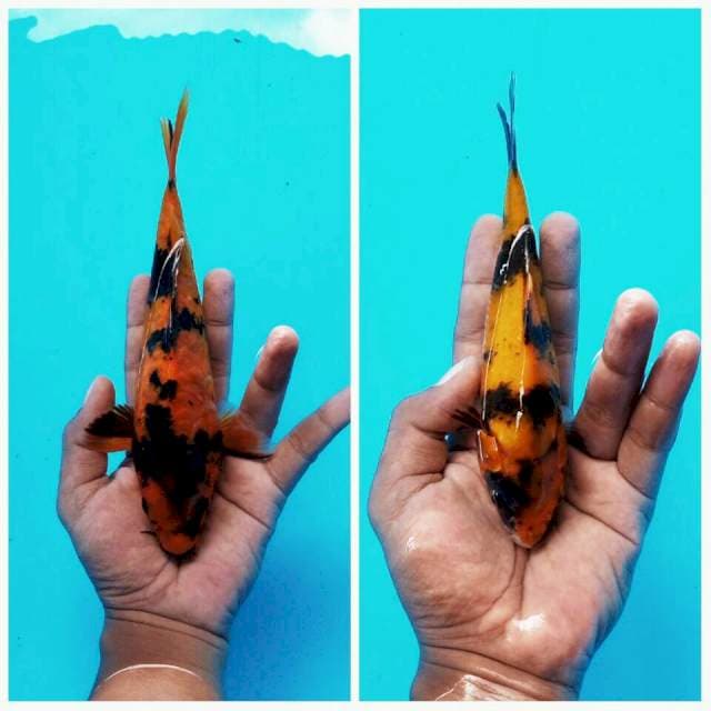 Duo Utsuri ± 23cm