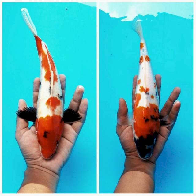 Duo Medium Showa ± 27cm