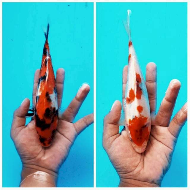 Duo Showa Tategoi ± 25cm