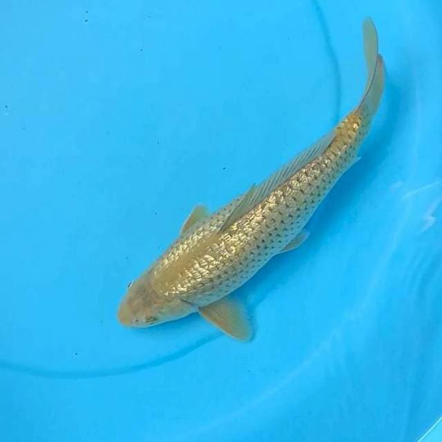 Male full blink blink