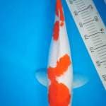 Kohaku Female Jumbo 51 Cm FREE ONGKIR & PACKING