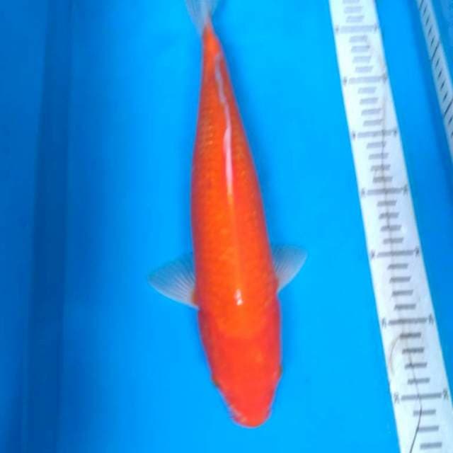 JuMBO AKA HAJIRO 37 cm